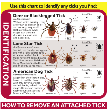 Tick Identification